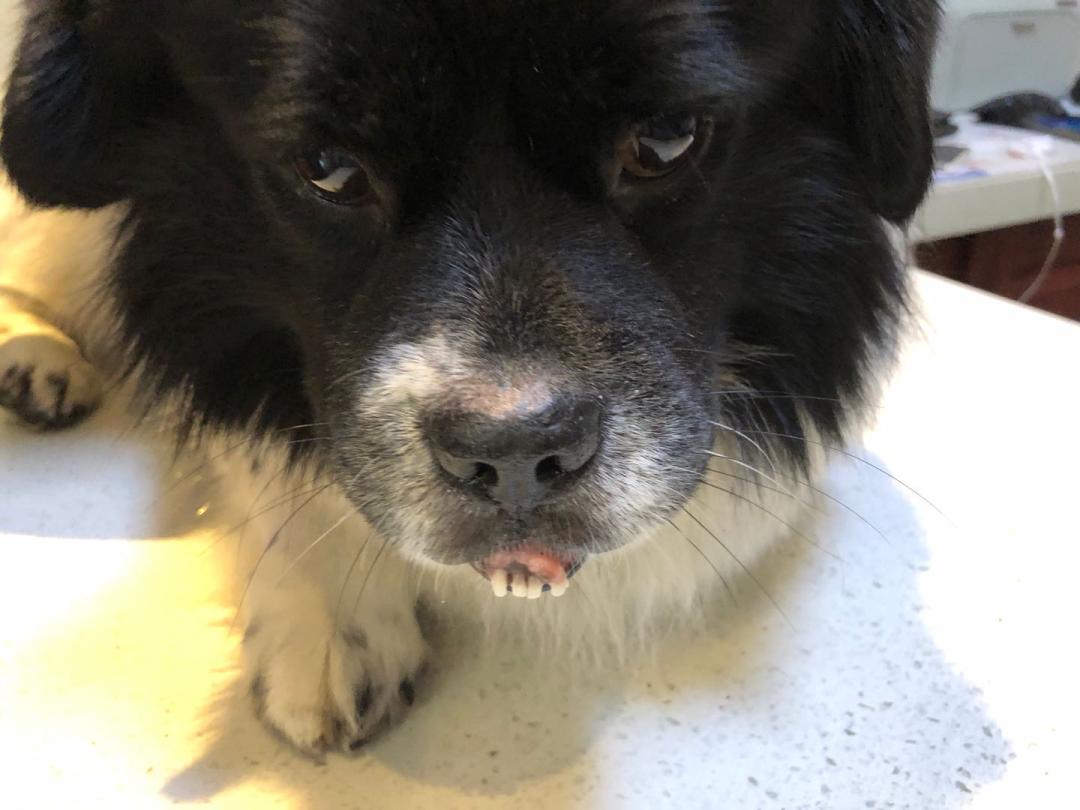 如果狗狗被抓伤了怎么办,如果被狗狗咬伤了怎么办