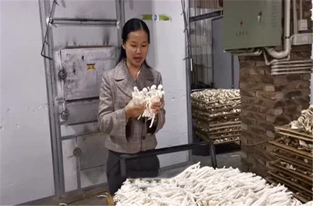 鹿茸菇干菇工厂化包装,河南鹿茸菇工厂化种植
