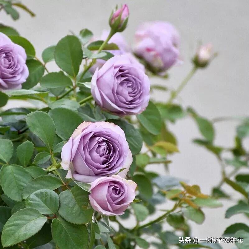 蓝紫青龙月季优缺点,天狼蓝紫月季