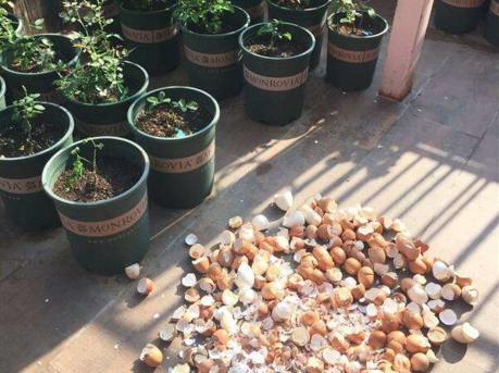 家家都有的“废料”，掰碎垫“盆底”，保温又透水，10年不烂根