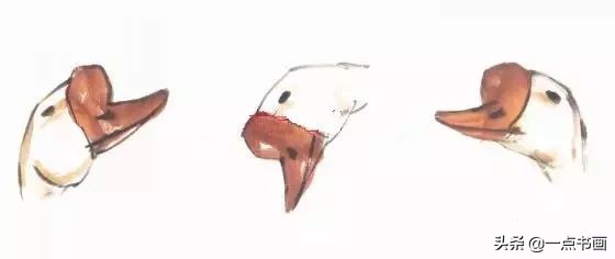 鹅画法可爱简单在陆地上行走,图文教程鹅写意画法