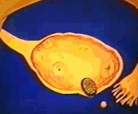 女性体内的神秘“暗线”:竟能支配月经