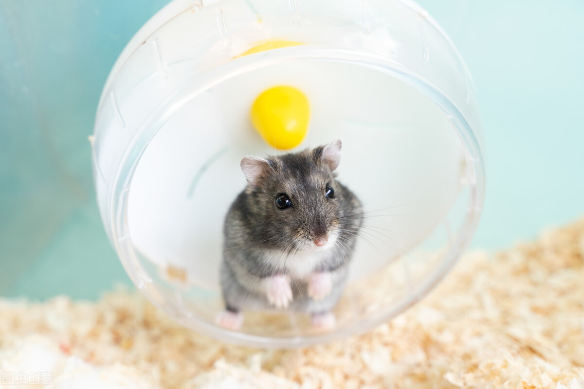 养鼠经验：仓鼠拉软便会自愈吗