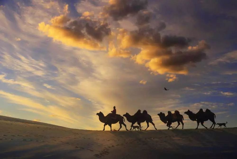 民勤骆驼客专卖店,民勤骆驼客演唱会