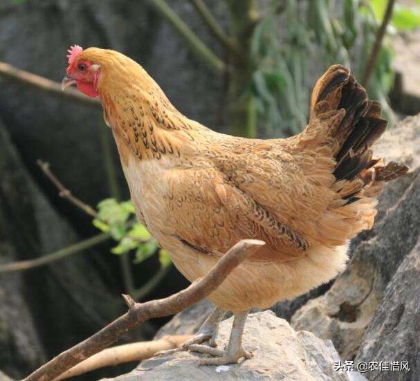 开车撞到了农村的土狗怎么办,农村开车撞死土鸡怎么处理