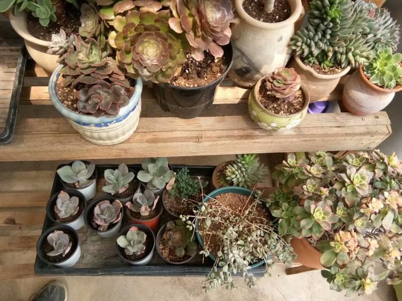 春天多肉怎么打理才好看,多肉一个月不见太阳会怎样