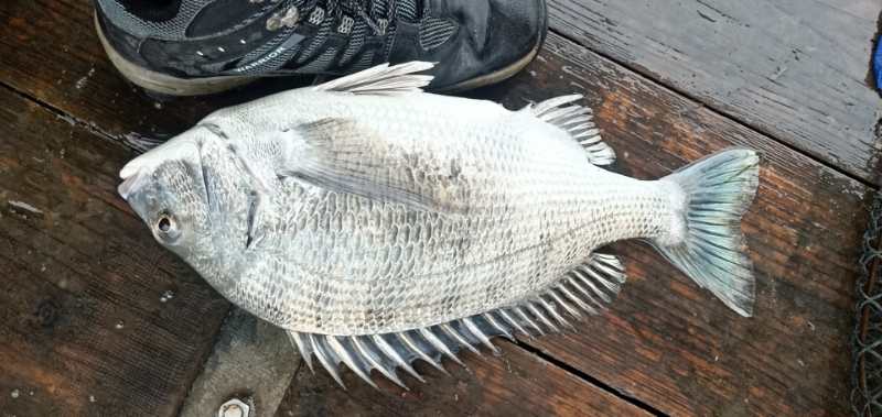 海钓的收获和感觉,海钓的动力有多大