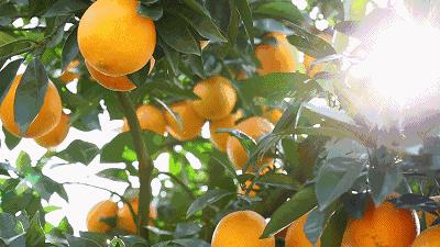 脐橙怎么看真假,怎么分辨真假脐橙