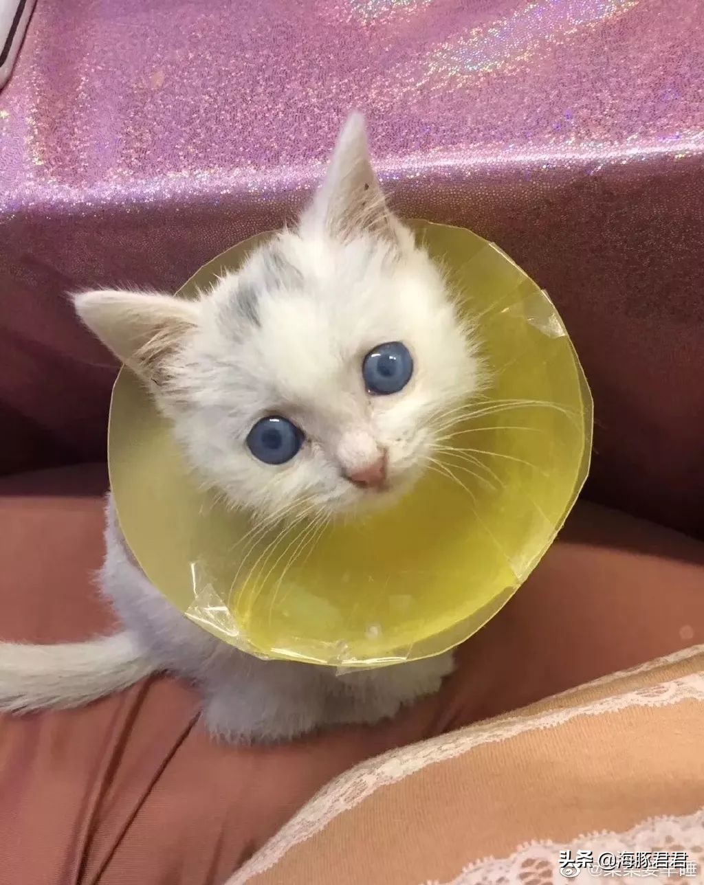 北京小公主靠吸猫血成百万大V，直播整容、大照骗、2年养死3只猫