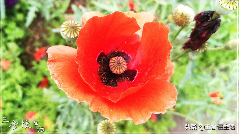 我可以抱抱你吗怎么说,我可以抱你吗的视频