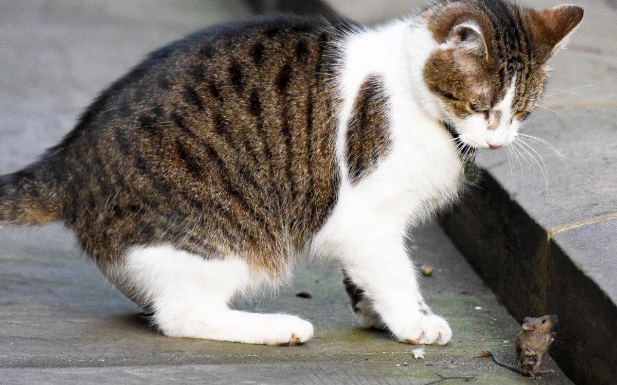 中国人为什么什么都敢吃,中国人什么都吃但为什么不吃猫