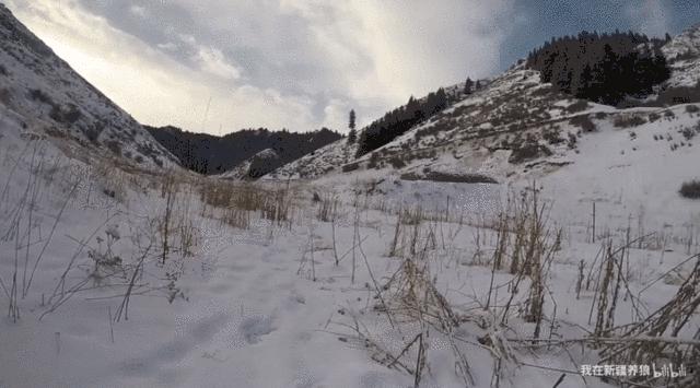 哈士奇养成狼,狼被养成了哈士奇