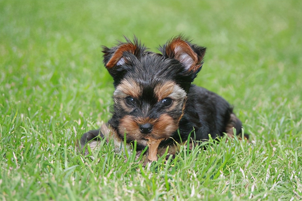 狗舔土什么意思,舔铁是什么意思