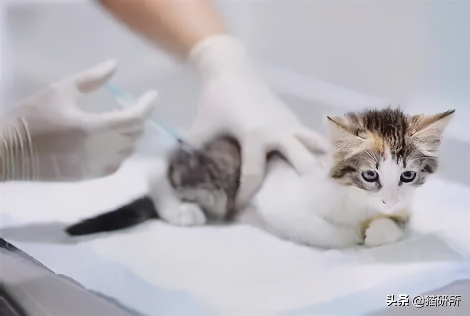 猫咪打了抗体会有什么症状表现,疫苗抗体多久检查一次
