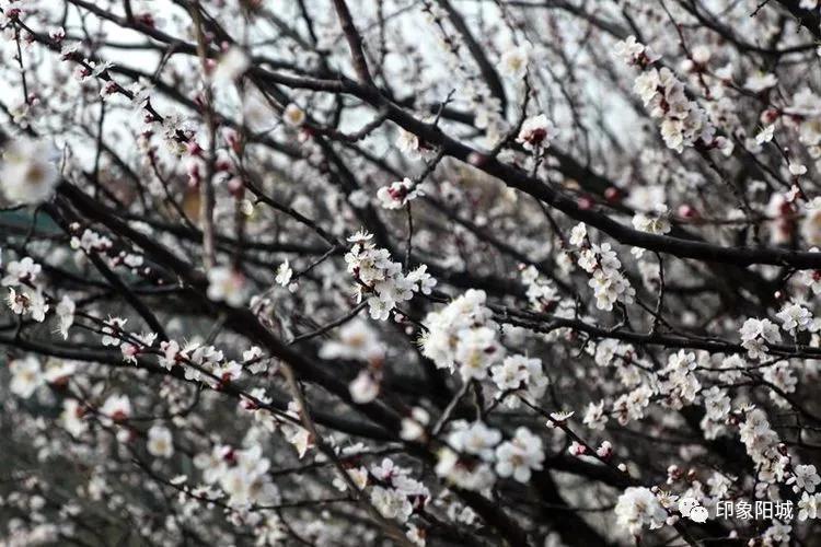 晋城哪里可以春游,晋城附近春游景点