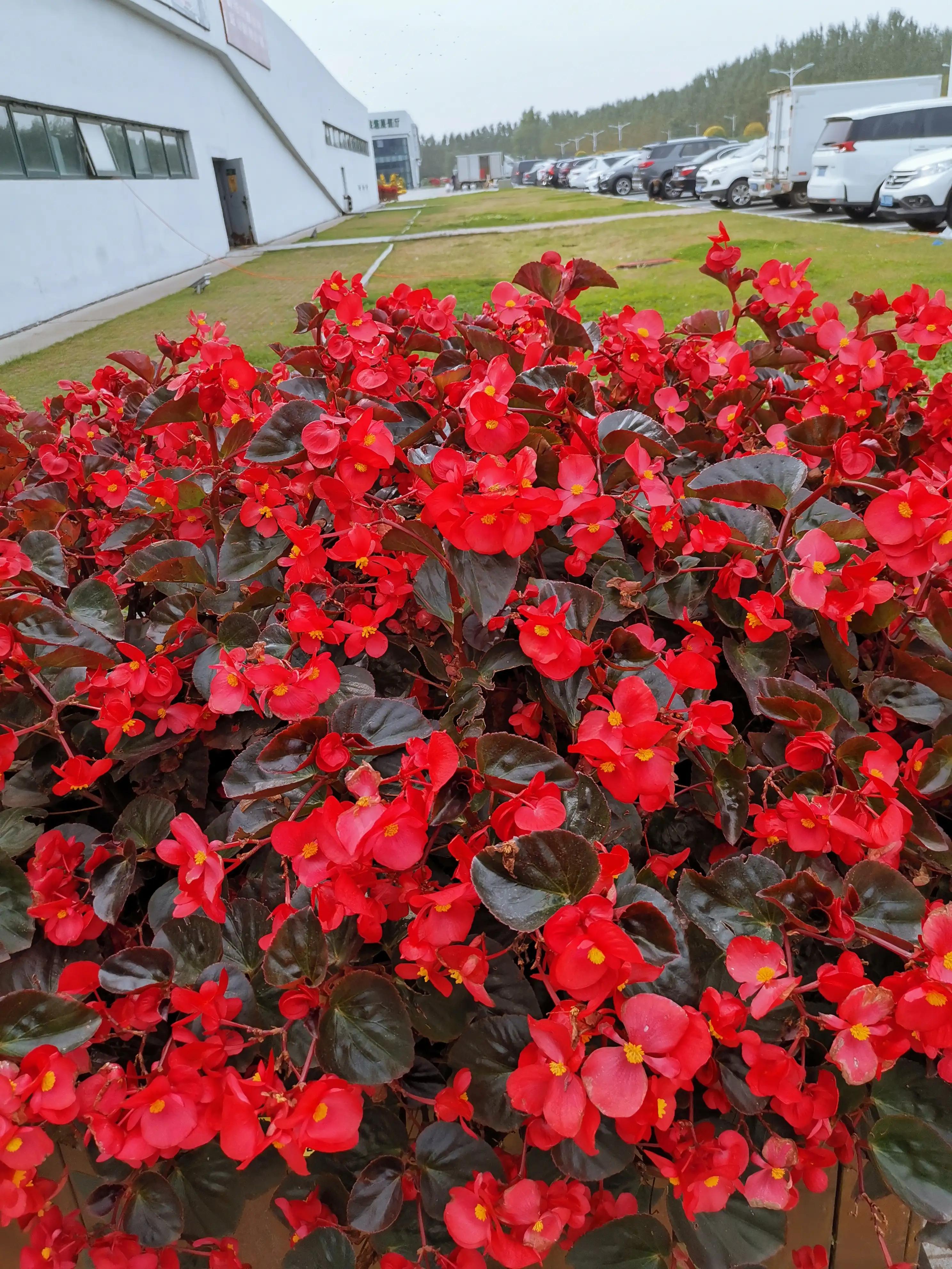玫红四季海棠图片大全,玫红四季海棠的花语