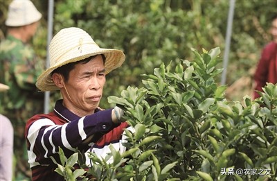 融安县大良镇古兰村覃彩榴带领群众建设脱贫致富路的故事