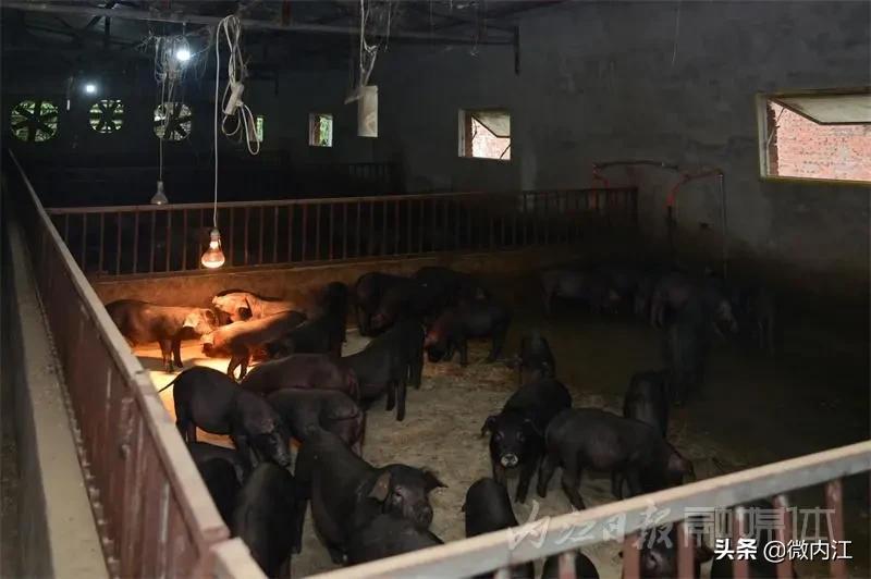 内江黑猪和乌金猪,内江黑猪跟太湖猪是一样吗