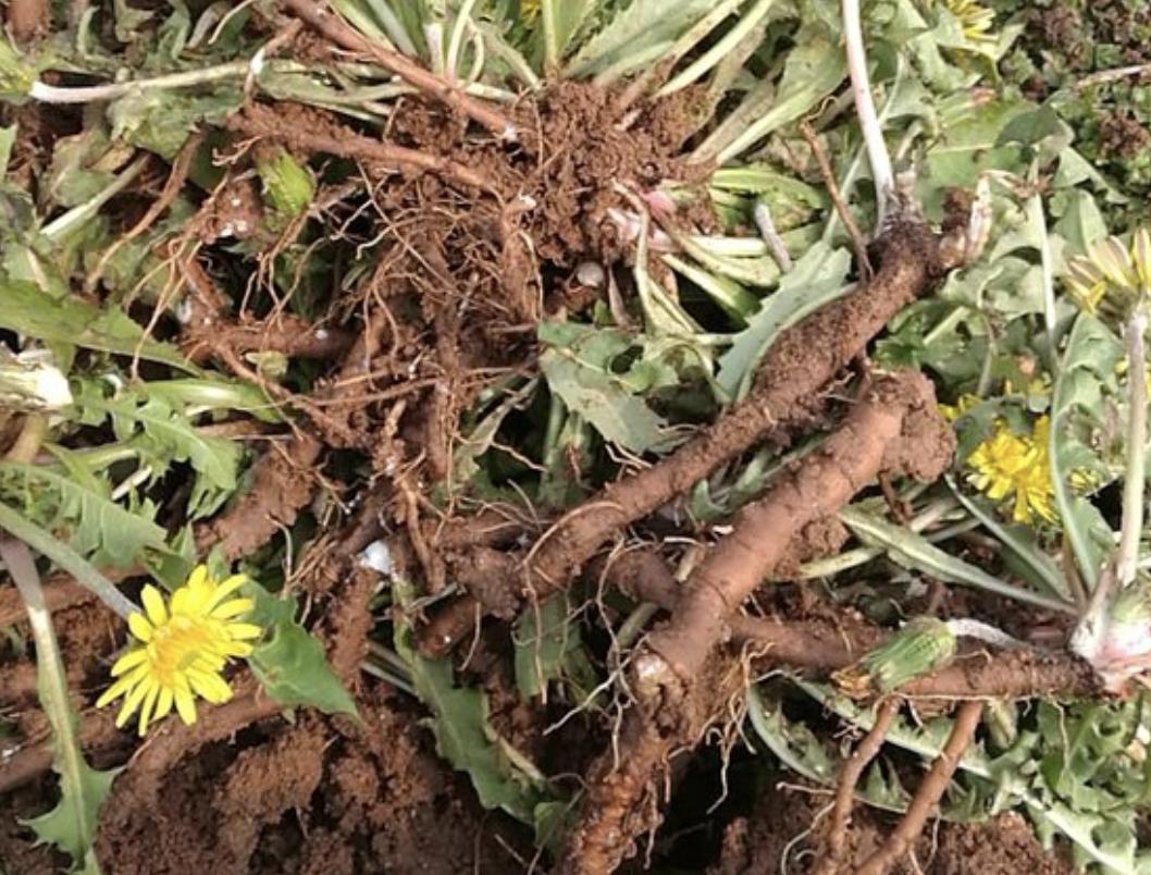 “1种草”在路边不起眼,人称“蒲公英”,处理后价值高,请珍惜