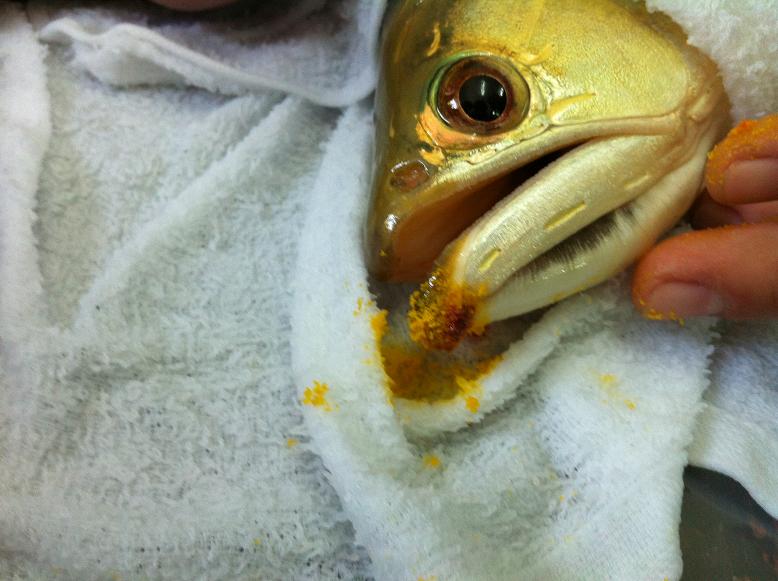 金龙鱼鱼尾受伤，龙须折断，主人为它做整形手术