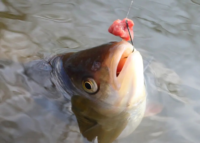 钓饵的十大禁忌,用不完的钓饵应该怎样保存