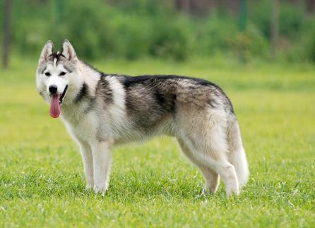 狗狗缺微量元素需要补维生素么,狗狗复合维生素和微量元素的区别