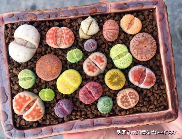 多肉生石花怎么移栽,多肉生石花多久开花