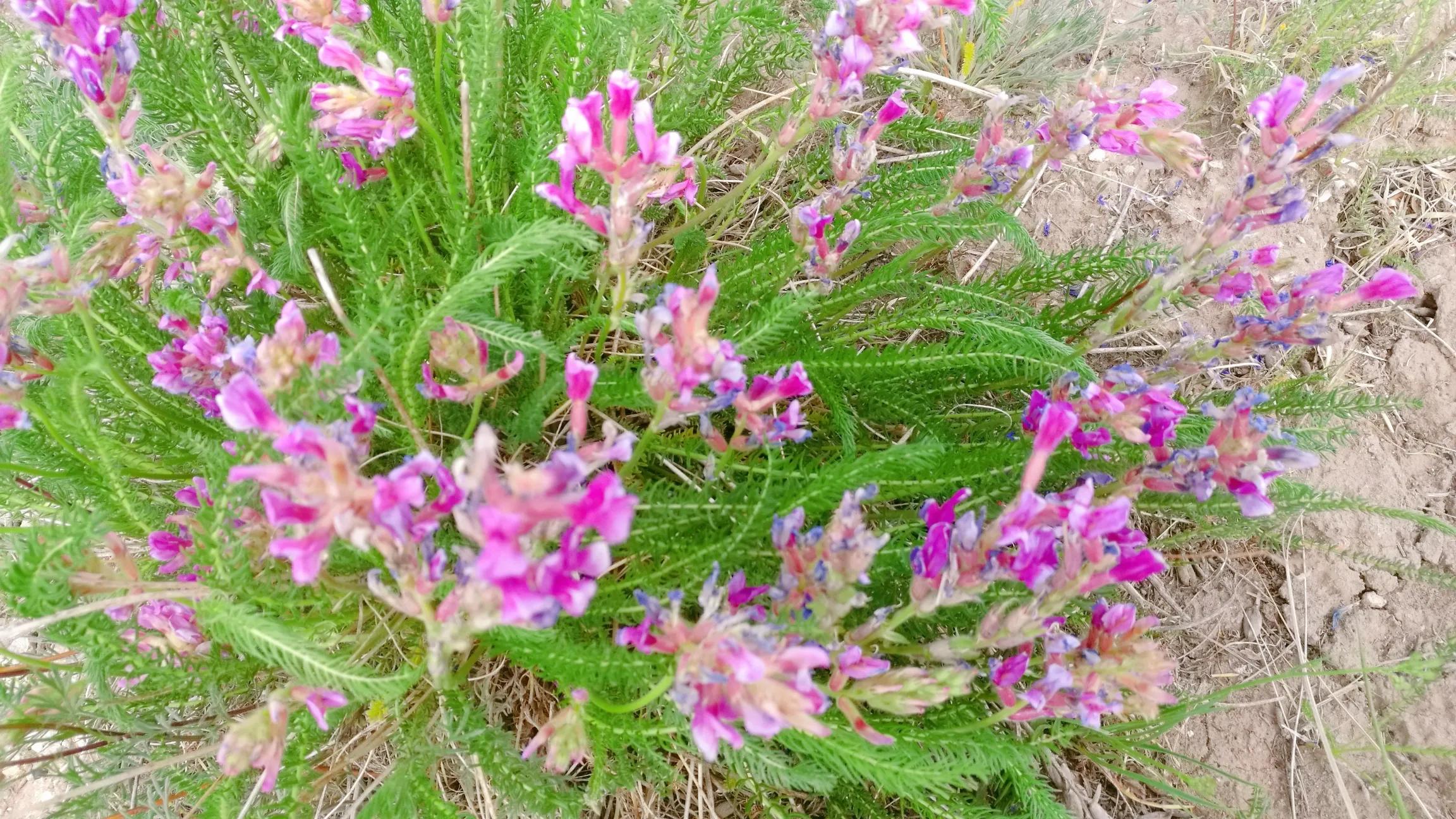 天边草原乌拉盖，《狼图腾》取景地，内蒙古保存最完好的天然草甸