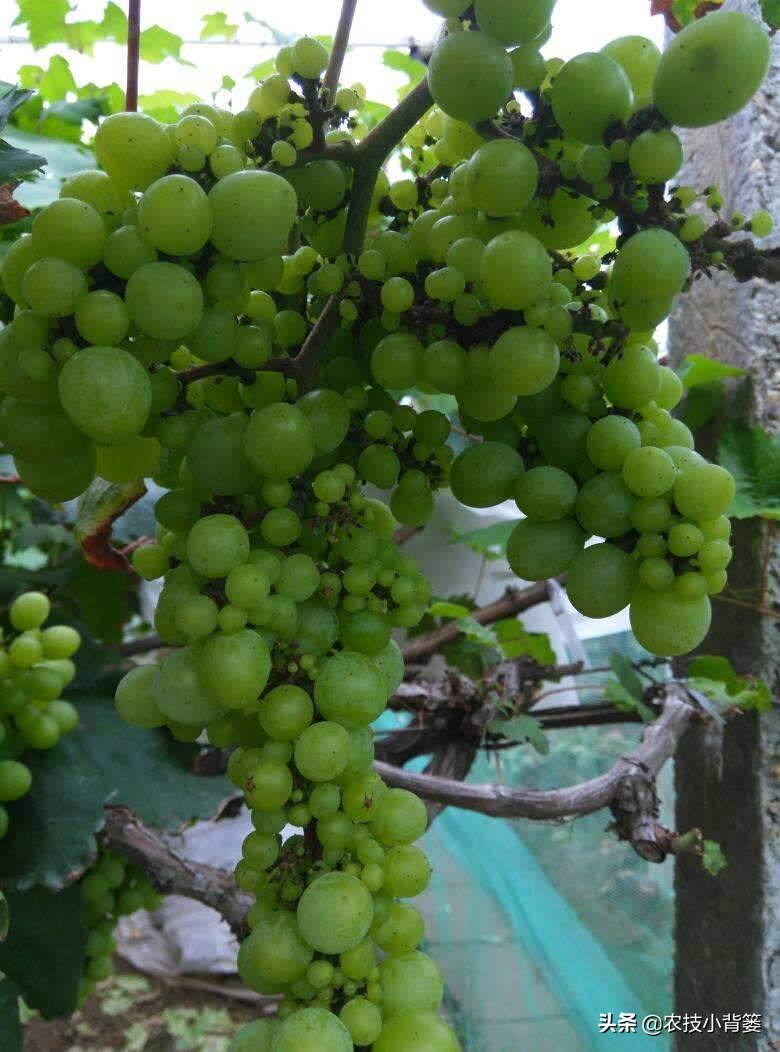 葡萄大小粒严重怎么补救,葡萄大小不均怎么治
