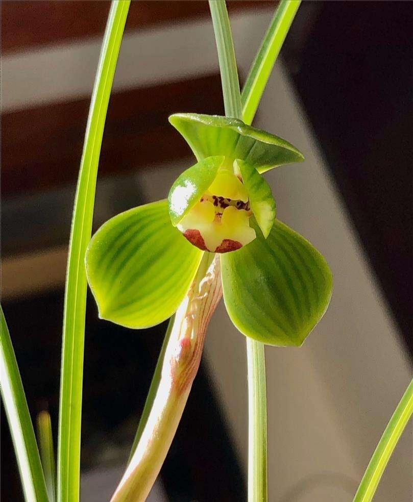 云南豆瓣兰十大品种,云南豆瓣兰叶子边缘有锯齿吗