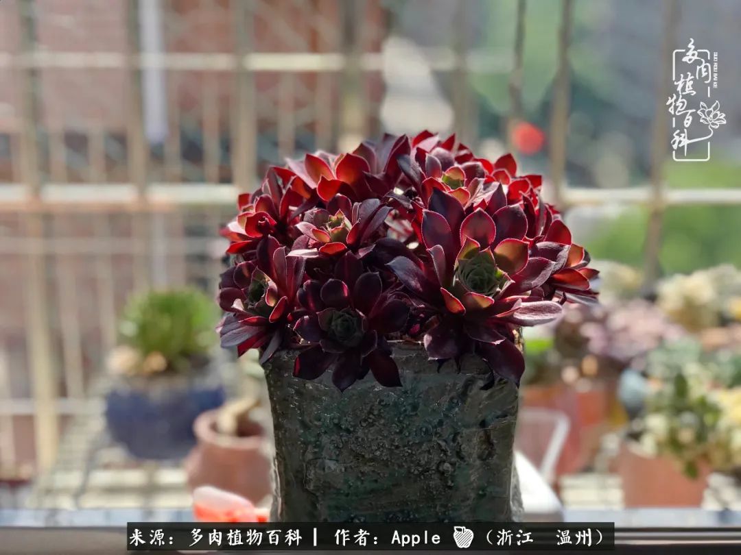 多肉成长记观察记录怎么写,多肉成长记录观察展板