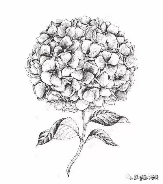 工笔花卉线稿和色稿,花卉白描线稿