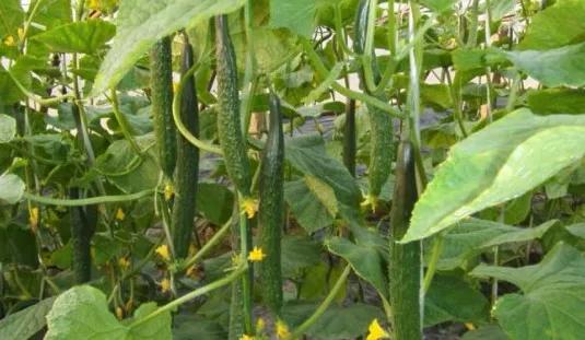 如何种植才能避免重茬一看就明白,种植重茬好还是换茬好