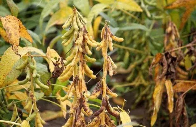 豆价下跌还会涨吗,今日大黑豆价格行情