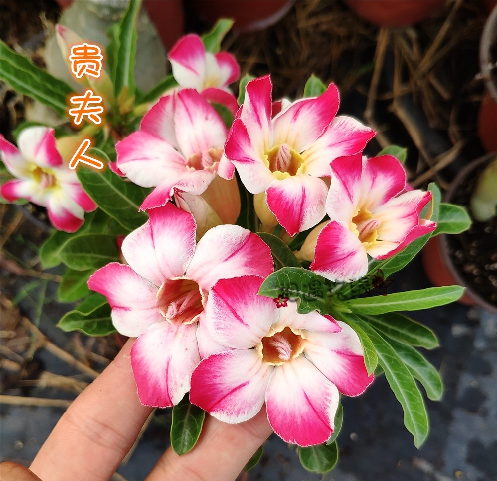 84个沙漠玫瑰品种，收起来慢慢看，待到来年春天选几种喜欢的养