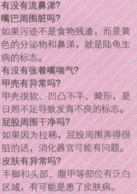 陆龟刚孵化怎么喂养,陆龟小苗怎么养