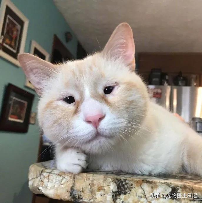 盘点那些呆萌又可爱的猫咪,盘点那些很可爱又呆萌的猫咪