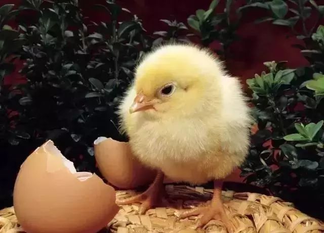 农民发家致富好点子,农村创业新点子十大暴利行业