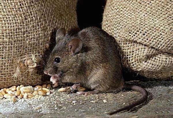 常见的鼠类防治设施包括,鼠类防治的方法
