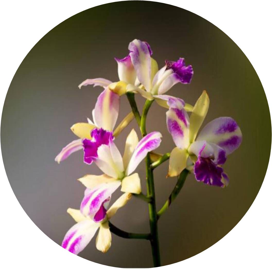 菊竹梅兰图欣赏,花中四君子的兰花图片