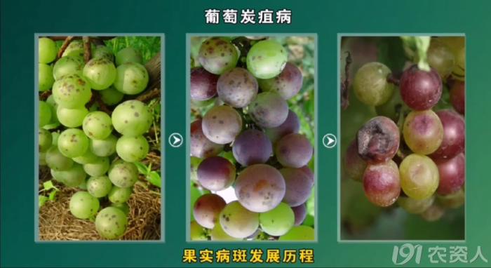 葡萄8月管理,葡萄八月的霜霉防治