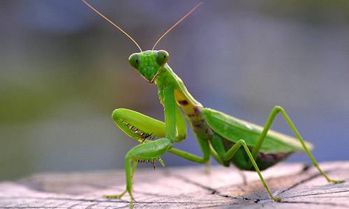 螳螂基本知识和讲解,昆虫记关于螳螂的知识