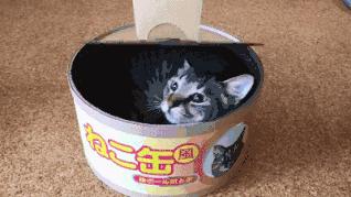 猫咪挑食不拉屎怎么办,猫咪挑食不吃猫粮可以放猫薄荷吗