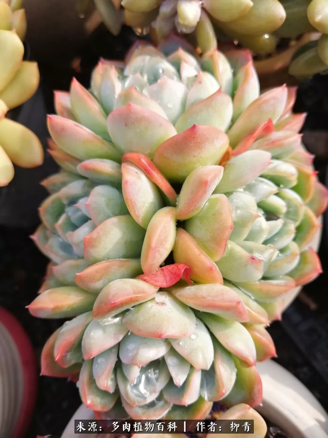 从入卡坑一个月到入卡坑三年,从入坑到现在所有品种开花图