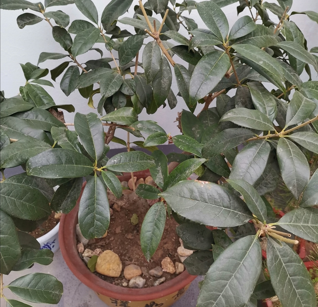 桂花剪枝最佳时间和方法,桂花需要剪枝吗几月份剪好