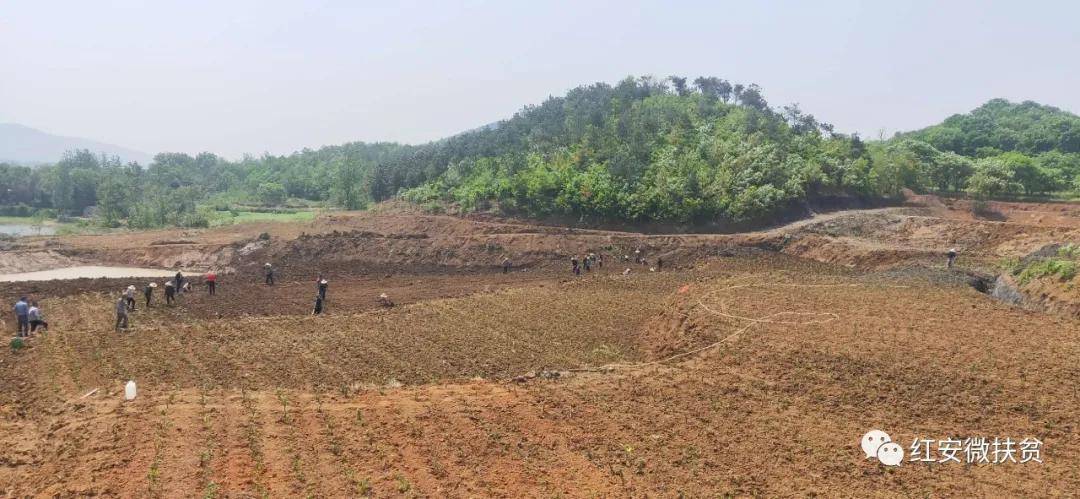 海报｜南京“小洋金菊”落户湖北红安助力脱贫攻坚