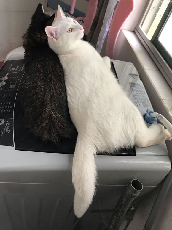 如何区别猫咪是口炎还是口腔溃疡,猫咪花了三千多治病