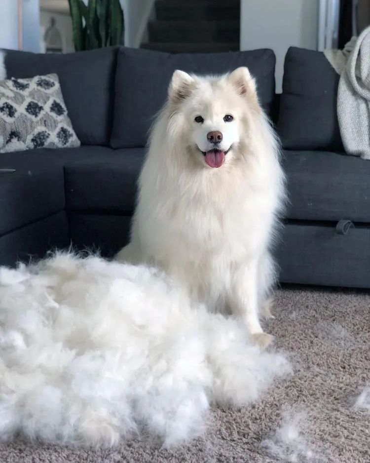 预防狗狗皮肤病维生素,预防皮肤病用什么给猫洗澡