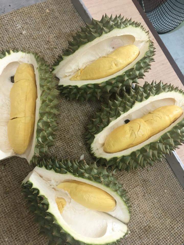 榴莲品种d13,泰国榴莲d197是什么品种