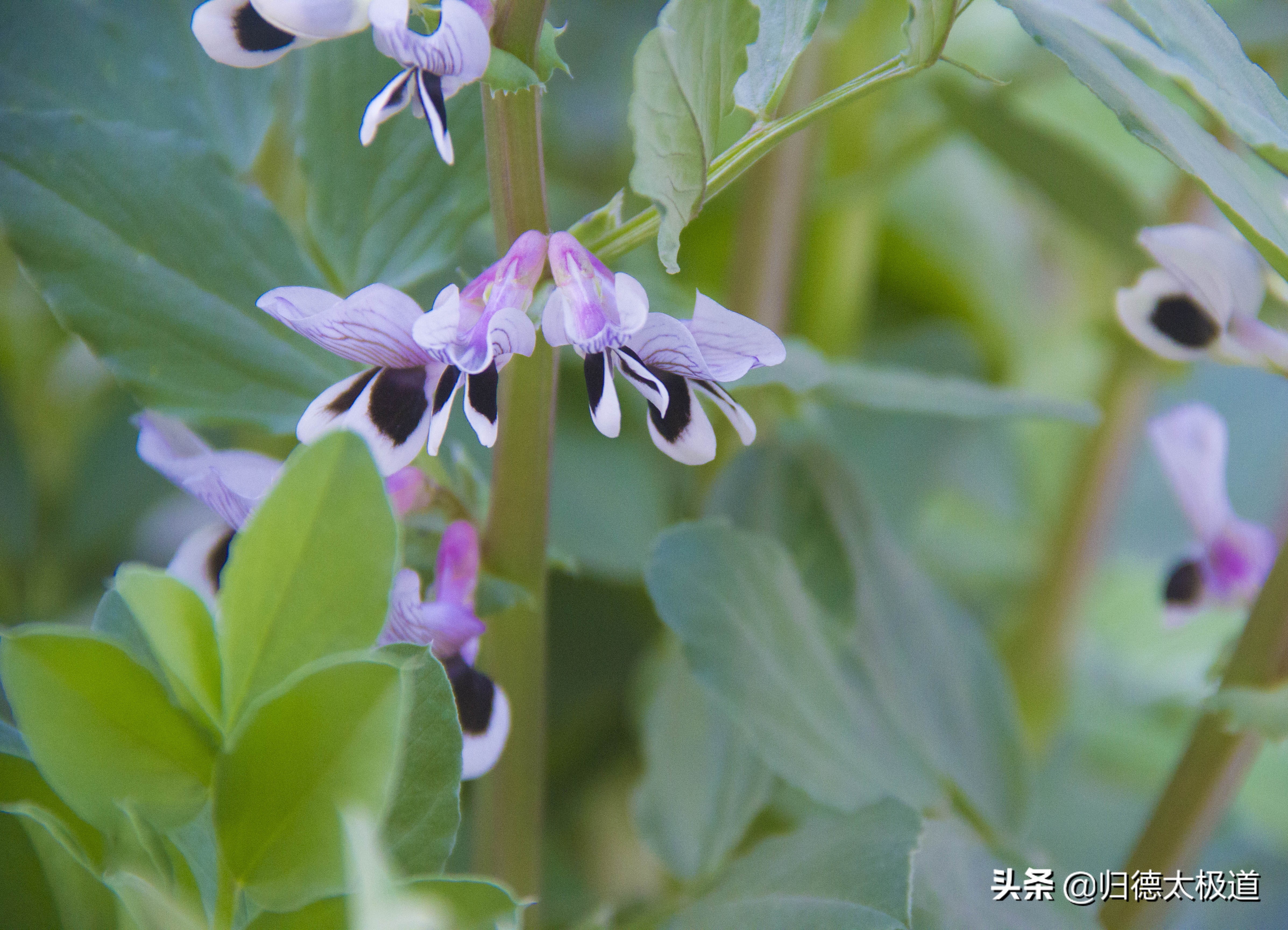 “东风袅，蝶花妖，俏蕊风流自艳摇”。少有人欣赏，它是谁？